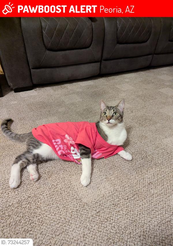 Lost Female Cat last seen N 91st Ave and W Union Hills Drive in Lakeview ests, Peoria, AZ 85382