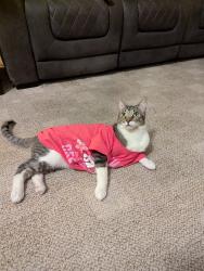 Lost Female Cat last seen N 91st Ave and W Union Hills Drive in Lakeview ests, Peoria, AZ 85382