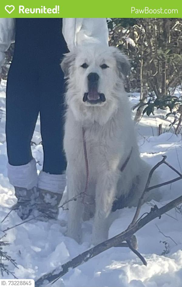 Reunited Male Dog last seen Cedar Lane, Lee County, NC 27332