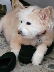 Lost Male Dog last seen Dove Road near Dove Loop, Grapevine, TX 76051