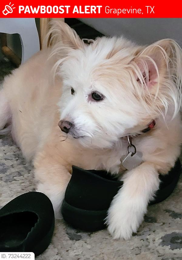 Lost Male Dog last seen Dove Road near Dove Loop, Grapevine, TX 76051