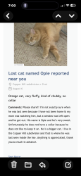 Lost Male Cat last seen Copper Hill and Dunmore, Fort Wayne, IN 46804