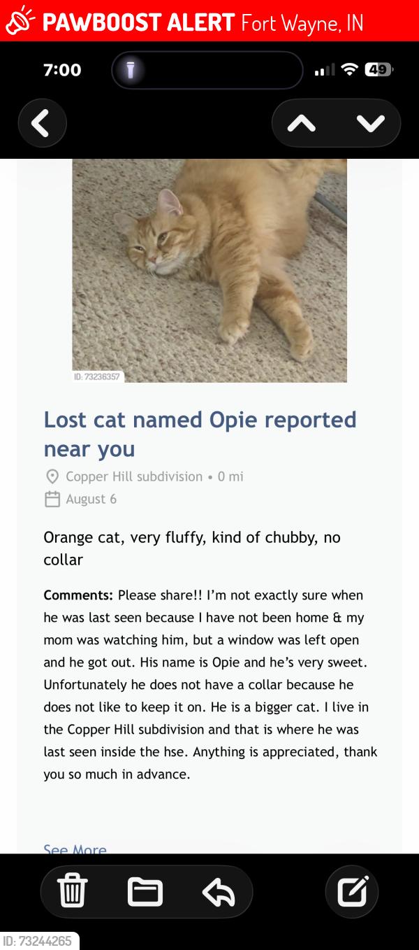 Lost Male Cat last seen Copper Hill and Dunmore, Fort Wayne, IN 46804