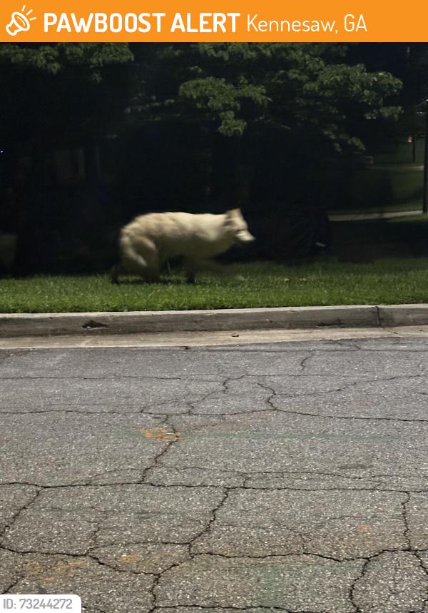 Found/Stray Unknown Dog last seen Pine Dr and Lakewood Dr, Kennesaw, GA 30152