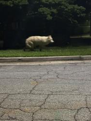 Found/Stray Unknown Dog last seen Pine Dr and Lakewood Dr, Kennesaw, GA 30152