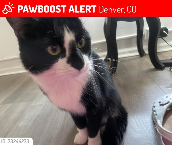 Lost Female Cat last seen Westwood liquor, Denver, CO 80219