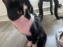 Lost Female Cat last seen Westwood liquor, Denver, CO 80219
