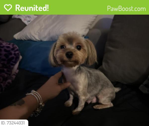 Reunited Female Dog last seen Near swordfish Cir #b, Tamarac, FL 33319