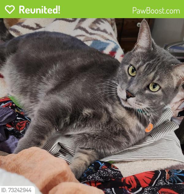 Reunited Male Cat last seen Maple Ave Costa Mesa, Costa Mesa, CA 92627