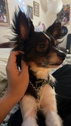 Lost Male Dog last seen Gwinnet field, Buford, GA 30519