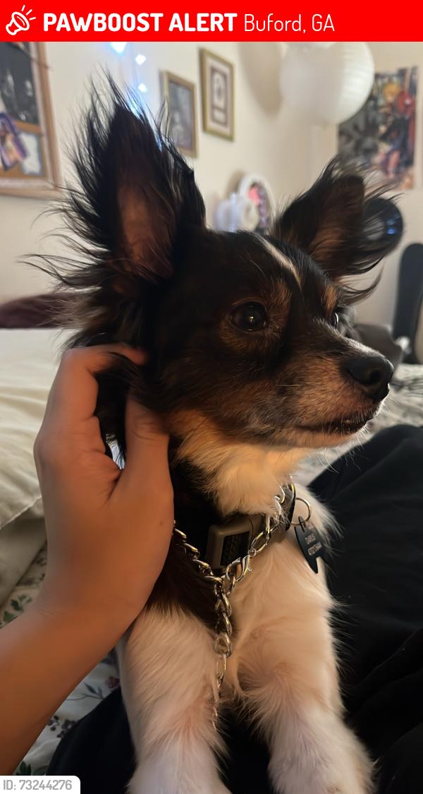 Lost Male Dog last seen Gwinnet field, Buford, GA 30519
