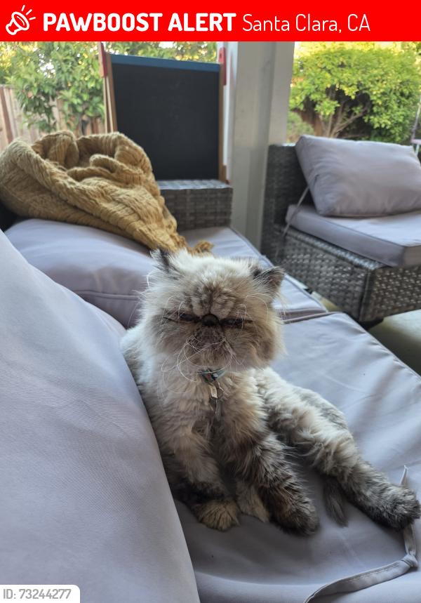Lost Female Cat last seen Teal, Santa Clara, CA 95051