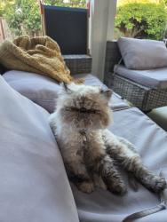 Lost Female Cat last seen Teal, Santa Clara, CA 95051