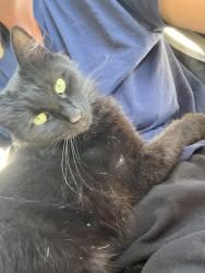Lost Female Cat last seen Toyon and Bonny knoll, Roseville, CA 95678