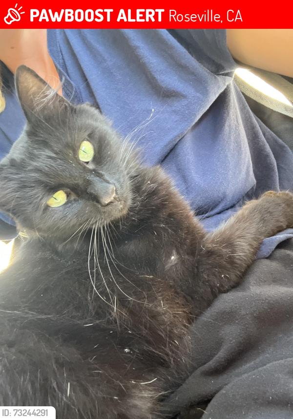Lost Female Cat last seen Toyon and Bonny knoll, Roseville, CA 95678