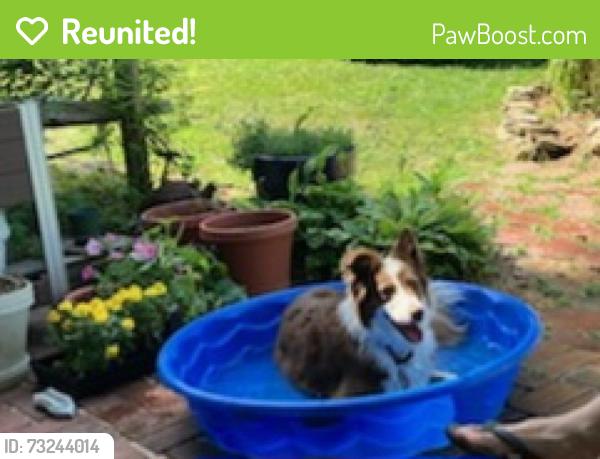 Reunited Female Dog last seen Pumping Station Rd, Hanover, PA 17331