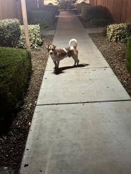 Found/Stray Male Dog last seen Desert Luna apmts, Hesperia, CA 92345