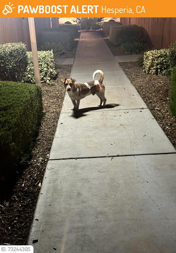 Found/Stray Male Dog last seen Desert Luna apmts, Hesperia, CA 92345