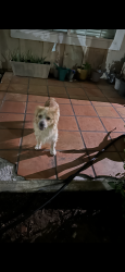 Found/Stray Unknown Dog last seen Mirada Rd, Highland, CA 92346