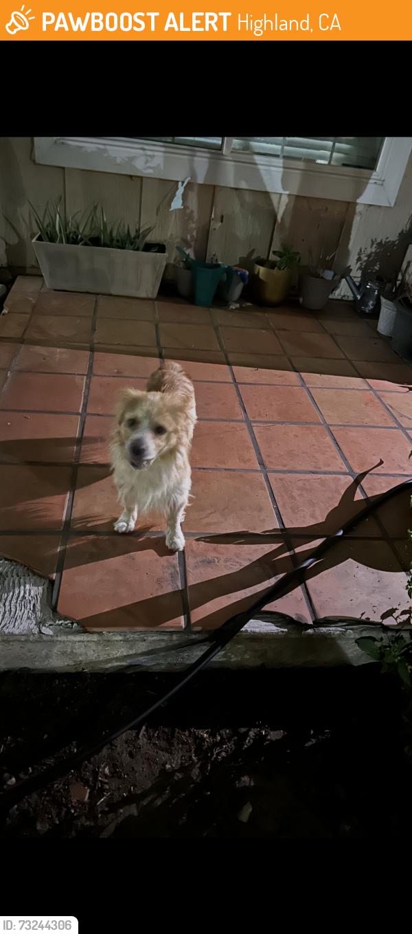 Found/Stray Unknown Dog last seen Mirada Rd, Highland, CA 92346