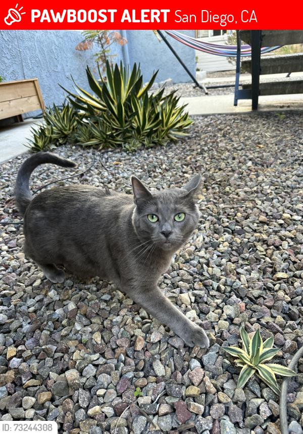 Lost Male Cat last seen Campus and Madison, San Diego, CA 92116