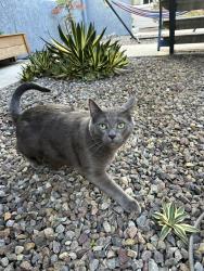 Lost Male Cat last seen Campus and Madison, San Diego, CA 92116