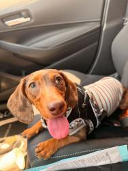 Reunited Female Dog last seen Orchard Park, Clint, TX 79836