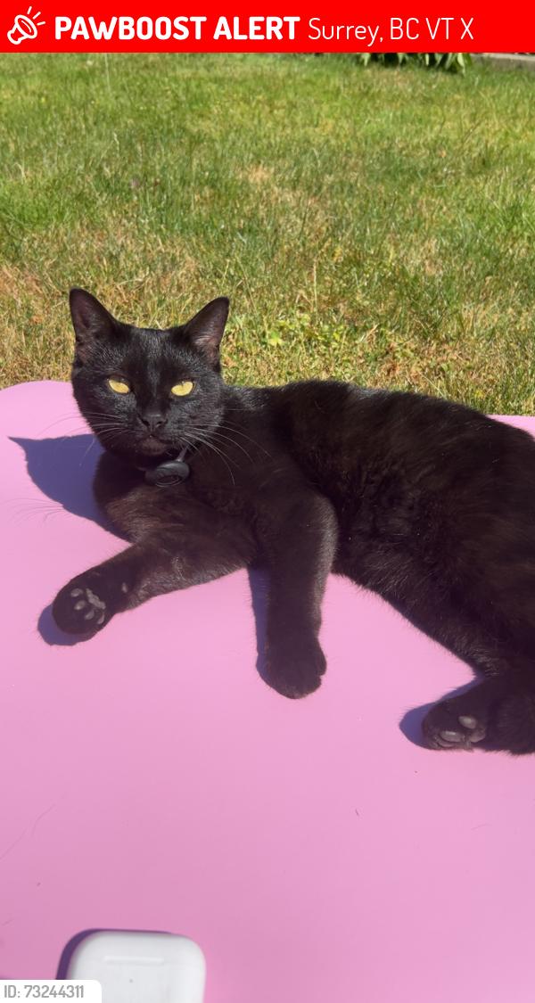 Lost Female Cat last seen Gateway Station/Surrey Central area, Surrey, BC V3T 3X9