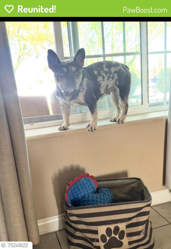 Reunited Female Dog last seen Harbin Ave / live oak, Hesperia, CA 92345