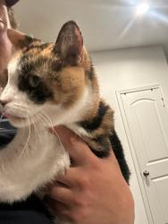 Reunited Female Cat last seen Violet Ridge Road Jasmine Heights Subdivision, Harris County, TX 77449