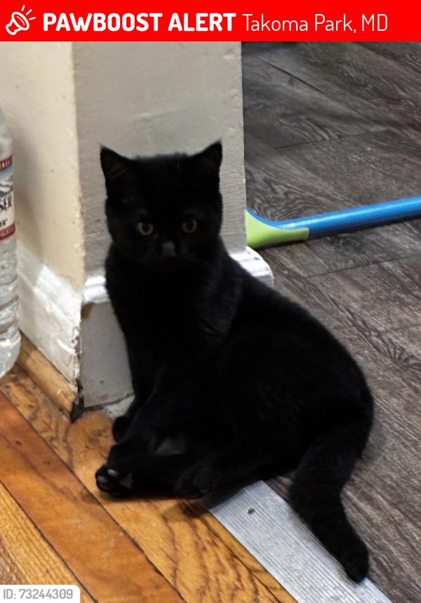 Lost Female Cat last seen Anne st by megamart , langley park plaza, Takoma Park, MD 20912