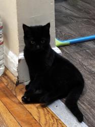 Lost Female Cat last seen Anne st by megamart , langley park plaza, Takoma Park, MD 20912
