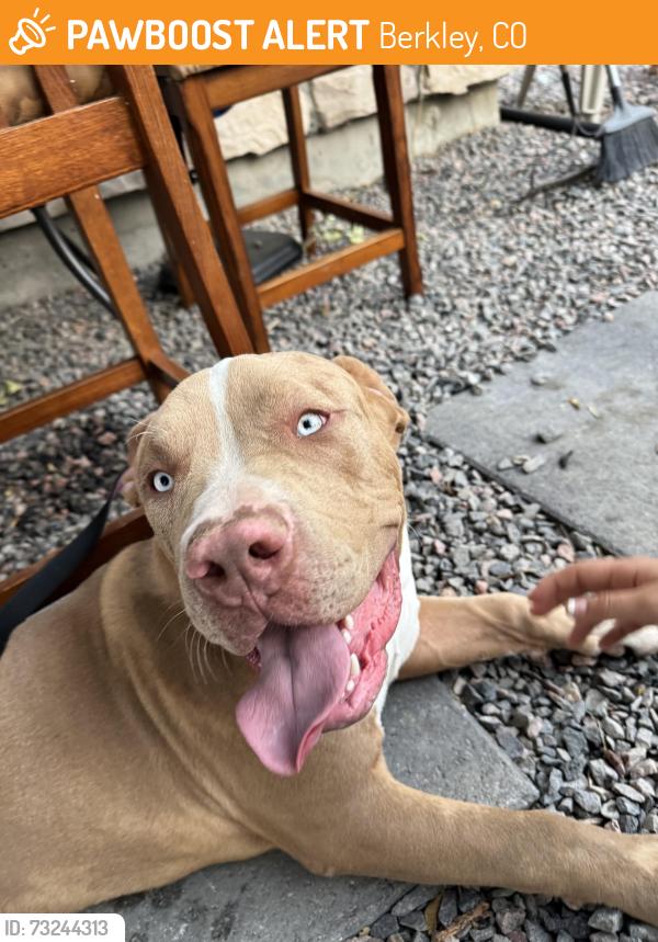 Found/Stray Male Dog last seen Hodgkins elementary, Berkley, CO 80221