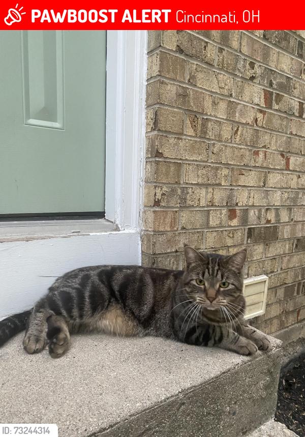 Lost Male Cat last seen Five Mile, Beechacres, Cincinnati, OH 45230