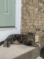 Lost Male Cat last seen Five Mile, Beechacres, Cincinnati, OH 45230