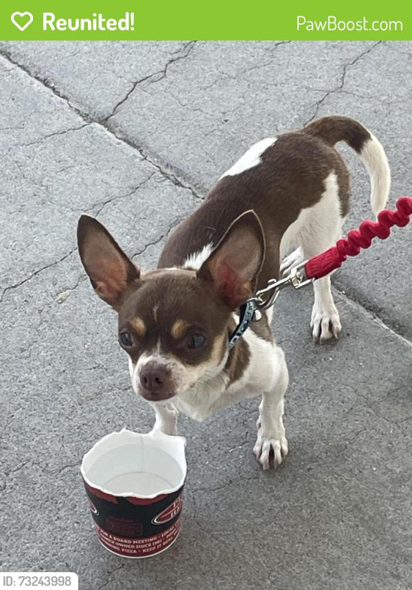 Reunited Female Dog last seen Payne, San Jose, CA 95117