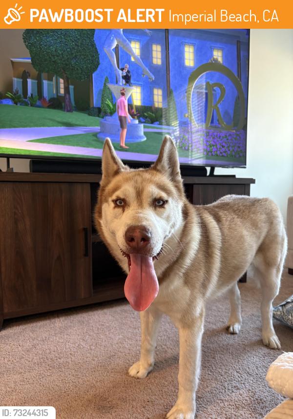 Found/Stray Male Dog last seen Silver strand blvd, Imperial Beach, CA 91932