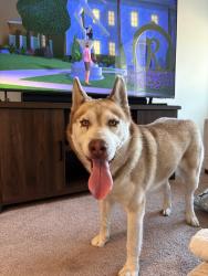 Found/Stray Male Dog last seen Silver strand blvd, Imperial Beach, CA 91932