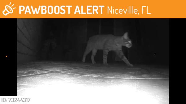 Found/Stray Unknown Cat last seen North Cedar St, Niceville, FL 32578