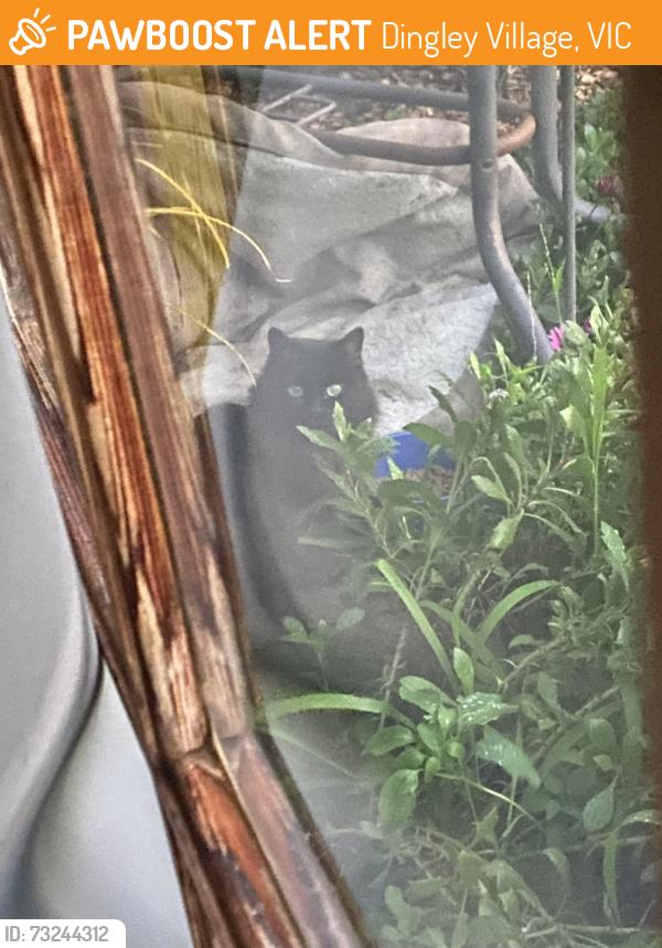 Found/Stray Unknown Cat last seen dingley village, Dingley Village, VIC 3172