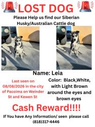 Reunited Female Dog last seen Weidner st and kewen ave, Los Angeles, CA 91331