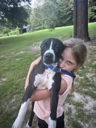 Lost Male Dog last seen Texas 98 and FM 561, Bowie County, TX 75570