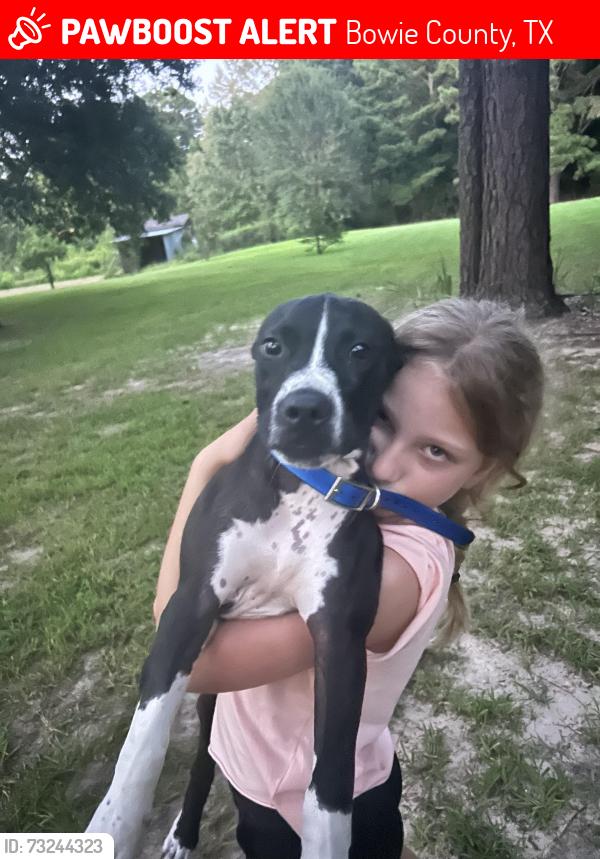 Lost Male Dog last seen Texas 98 and FM 561, Bowie County, TX 75570