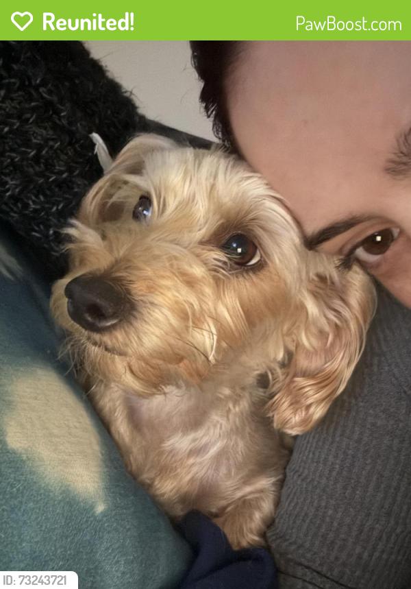Reunited Female Dog last seen Cross Streets, Round Rock, TX 78664