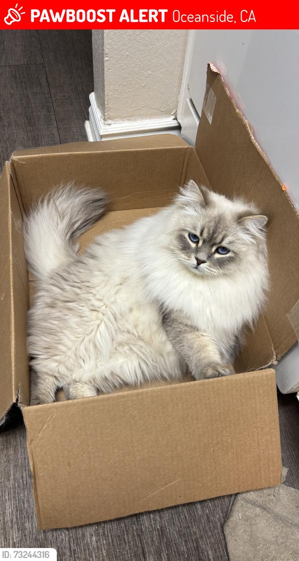 Lost Male Cat last seen Rancho del Oro villages of Monterey caramel, Oceanside, CA 92056