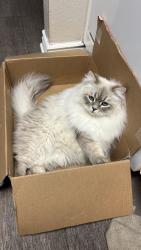 Lost Male Cat last seen Rancho del Oro villages of Monterey caramel, Oceanside, CA 92056