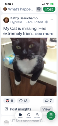 Lost Male Cat last seen Summer Pine Dr / Tree hse, Spring, TX 77373
