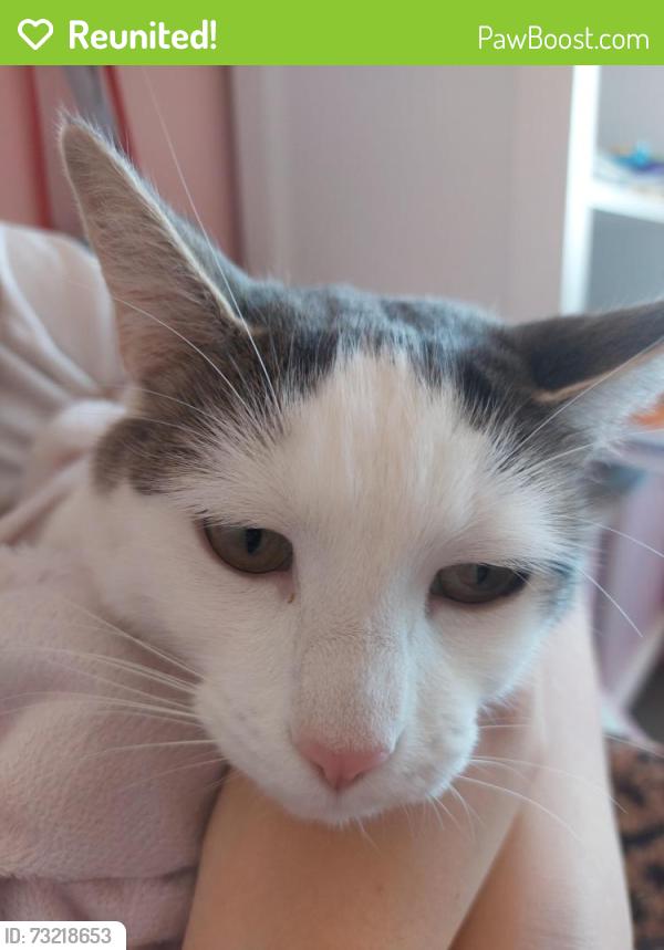 Reunited Female Cat last seen Near edworthy cove, Edmonton, AB T6M 2N6