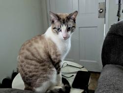 Lost Male Cat last seen E Ida Ave & S Nepal St., Centennial, CO 80015