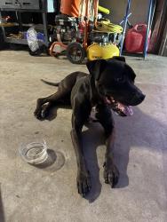 Found/Stray Male Dog last seen Central, Ceres, CA 95307